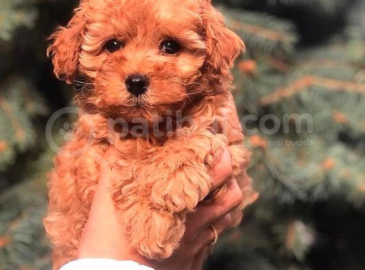 Red Brown Toy Poodle Bebeği̇mi̇z görsel