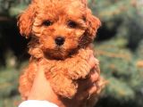 Red Brown Toy Poodle Bebeği̇mi̇z