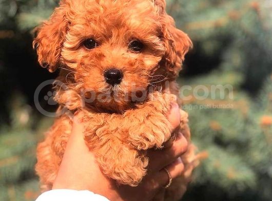 Red Brown Toy Poodle Bebeği̇mi̇z görsel