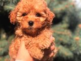 RED BROWN TOY POODLE BEBEĞİMİZ