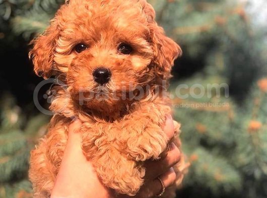 Red Brown Toy Poodle Bebeği̇mi̇z