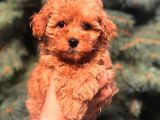 Red Brown Toy Poodle Bebeği̇mi̇z