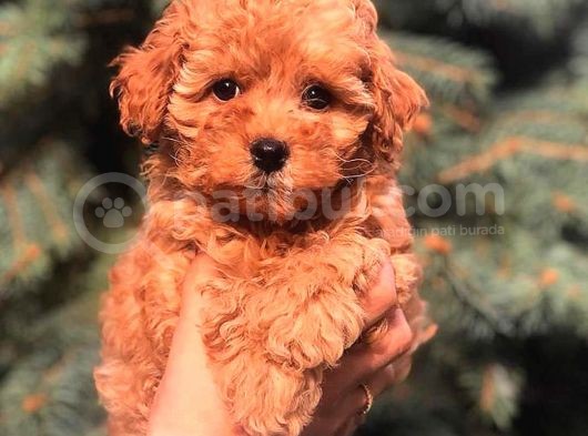 Red Brown Toy Poodle Bebeği̇mi̇z görsel