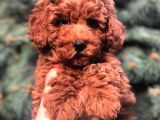 Show Kali̇te Red Brown Toy Poodle Bebekleri̇m