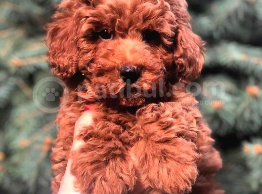 Show Kali̇te Red Brown Toy Poodle Bebekleri̇m görsel