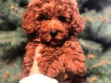 SHOW KALİTE RED BROWN TOY POODLE BEBEKLERİM