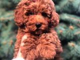 Show Kali̇te Red Brown Toy Poodle Bebekleri̇m