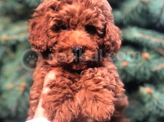 Show Kali̇te Red Brown Toy Poodle Bebekleri̇m görsel
