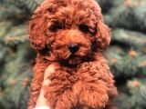Show Kali̇te Red Brown Toy Poodle Bebekleri̇m