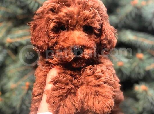 Show Kali̇te Red Brown Toy Poodle Bebekleri̇m görsel
