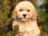 Miniatür Poodle Yavrumuz