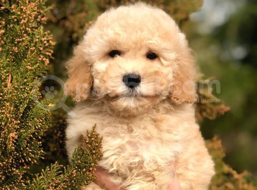 Miniatür Poodle Yavrumuz görsel