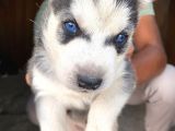 Sibirya Kurdu ( Husky)