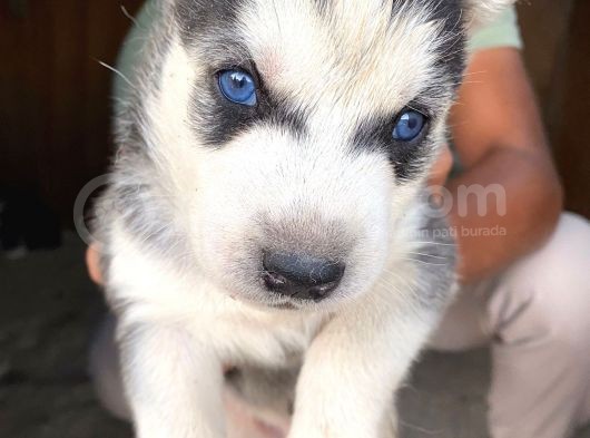 Sibirya Kurdu ( Husky) görsel