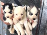 Sibirya Kurdu ( Husky)