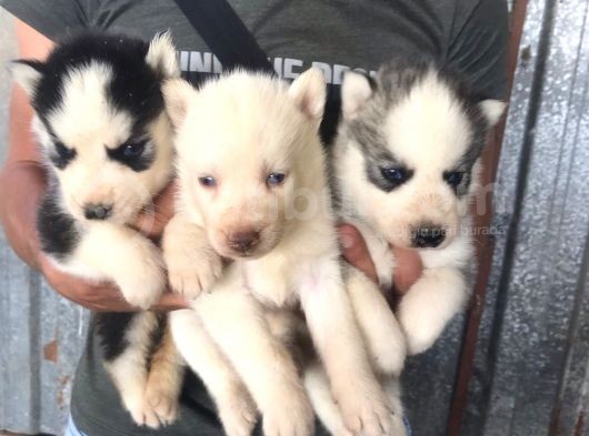 Sibirya Kurdu ( Husky) görsel