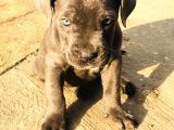Cane Corso Yavrular