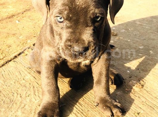 Cane Corso Yavrular görsel