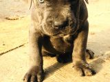 Cane Corso Yavrular