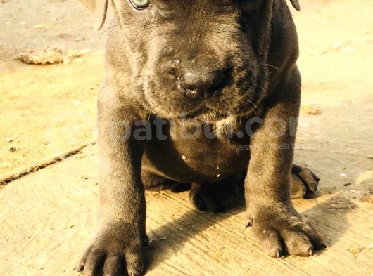 Cane Corso Yavrular görsel