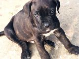 Cane Corso Yavrular