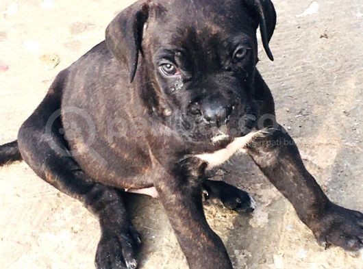 Cane Corso Yavrular görsel