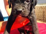 Cane Corso Yavrular