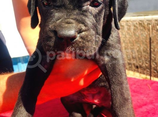 Cane Corso Yavrular görsel