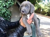 Cane Corso Yavrular