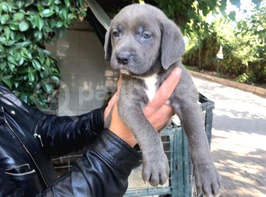 Cane Corso Yavrular görsel
