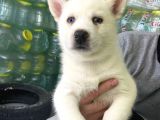 Sibirya Kurdu ( Husky)