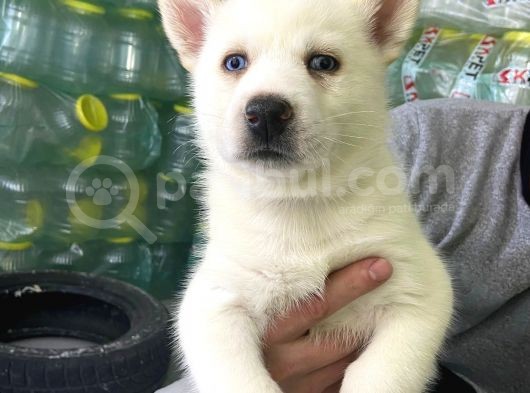 Sibirya Kurdu ( Husky) görsel