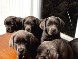 Cane Corso Yavrular