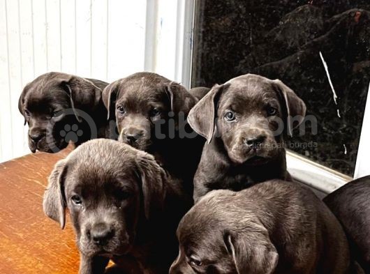 Cane Corso Yavrular görsel