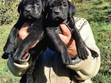 Cane Corso Yavrular