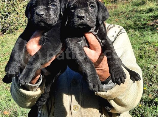 Cane Corso Yavrular görsel