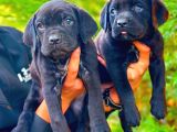 Cane Corso Yavrular