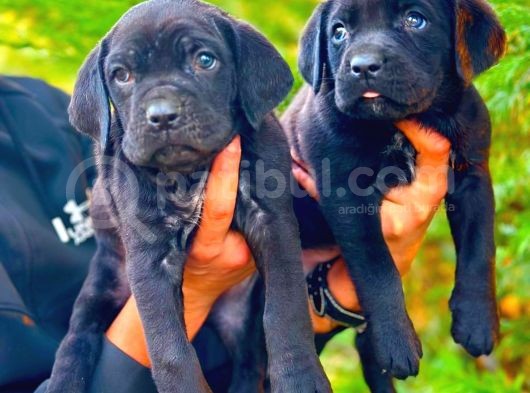 Cane Corso Yavrular görsel