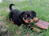 Rottweiler Yavrular