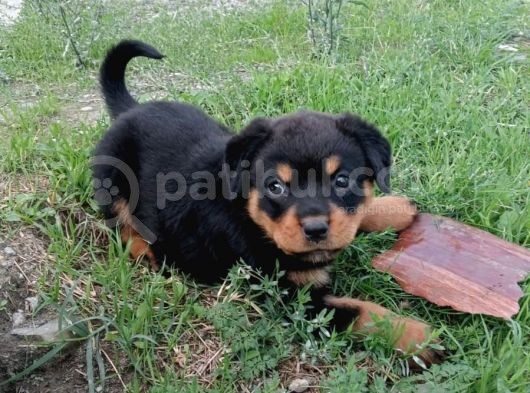 Rottweiler Yavrular görsel