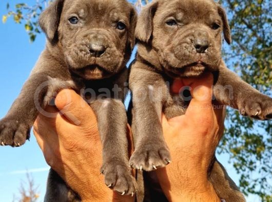 Cane Corso Yavrular görsel