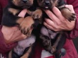 Rottweiler Yavrular