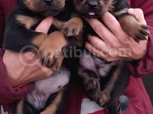 Rottweiler Yavrular görsel