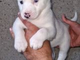 Sibirya kurdu ( Husky)