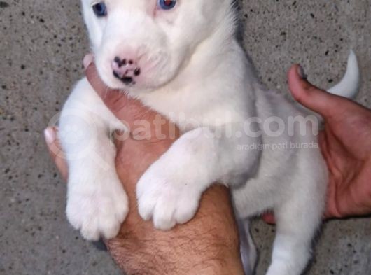 Sibirya Kurdu ( Husky)