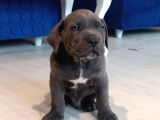 Cane Corso Yavrular
