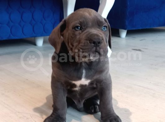 Cane Corso Yavrular görsel