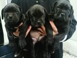Cane Corso Yavrular