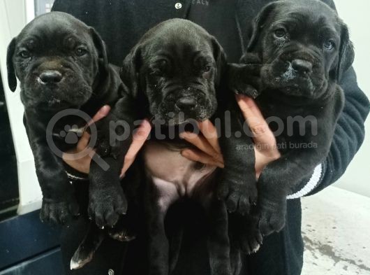 Cane Corso Yavrular görsel