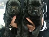 Cane corso yavrular